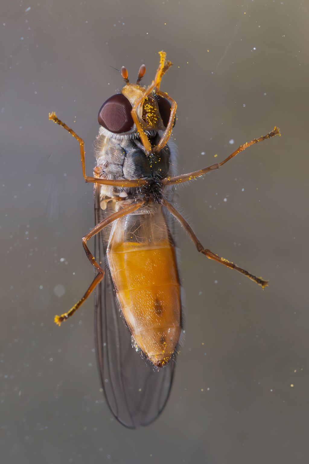 Syrphidae - Episyrphus balteatus